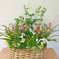 美容室に定期的にお花をお届けいたします