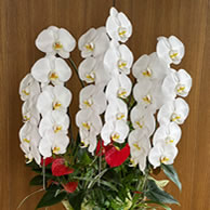 オフィスに定期的にお花をお届けいたします