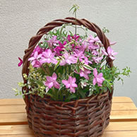 飲食店に定期的にお花をお届けいたします