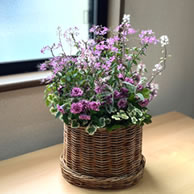 5,500円コース:器のサイズの目安：約5号:高さのある台に置きたい方向き