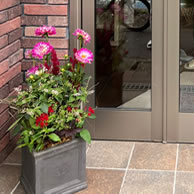 8,000円コース：器のサイズの目安：約5～8号：玄関ポーチのアクセントに