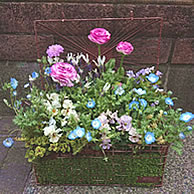 12,000円コース：器のサイズの目安：約8～10号：お店に映えてお客様にも大好評